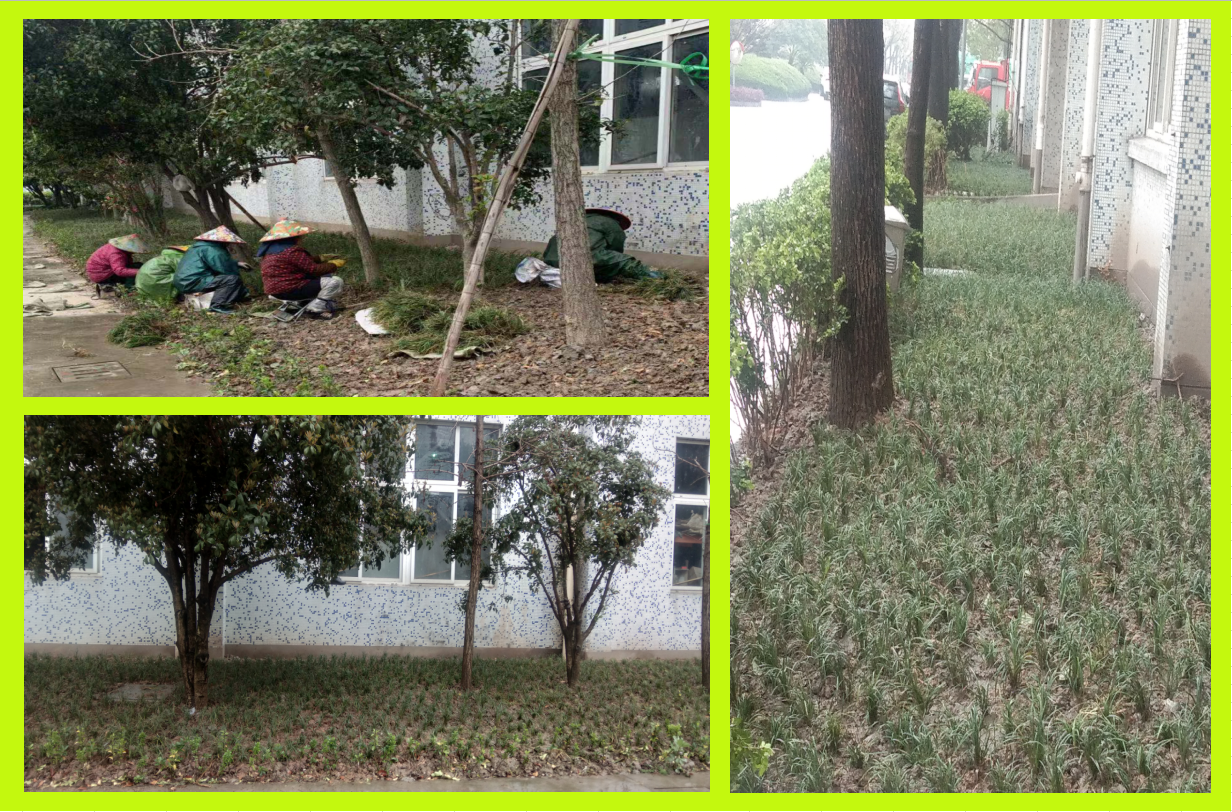 種植綠化，美化壞境